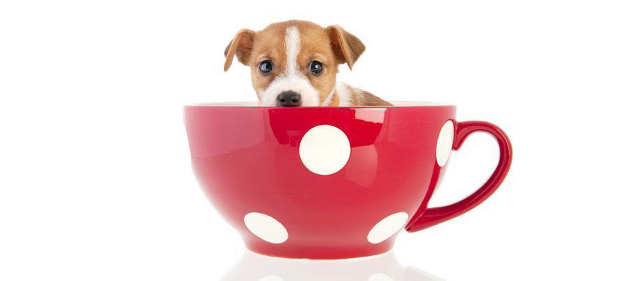 puppies for adoption near me
